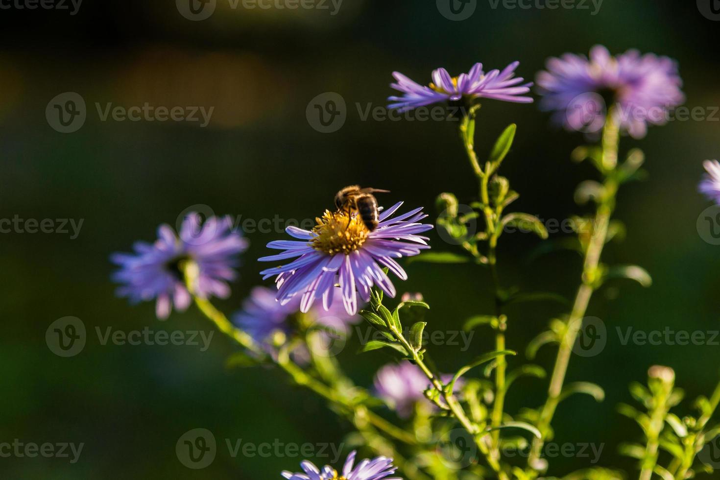 flores de campo en las que los insectos y las abejas se sientan de cerca foto