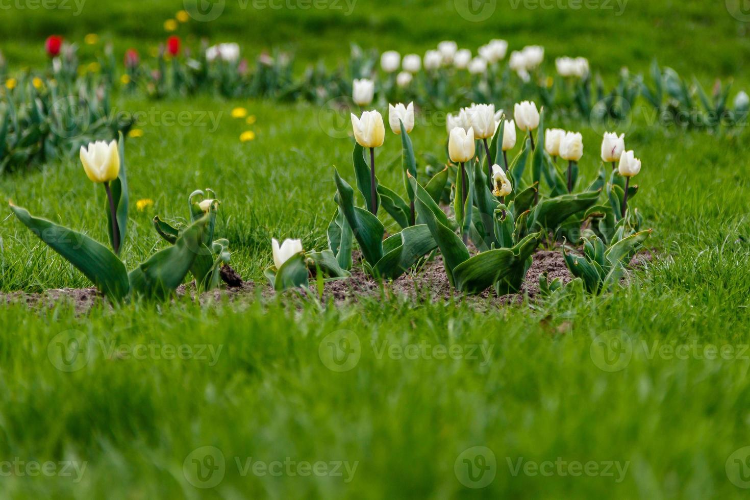 hermosos tulipanes blancos sobre un fondo de hierba verde foto