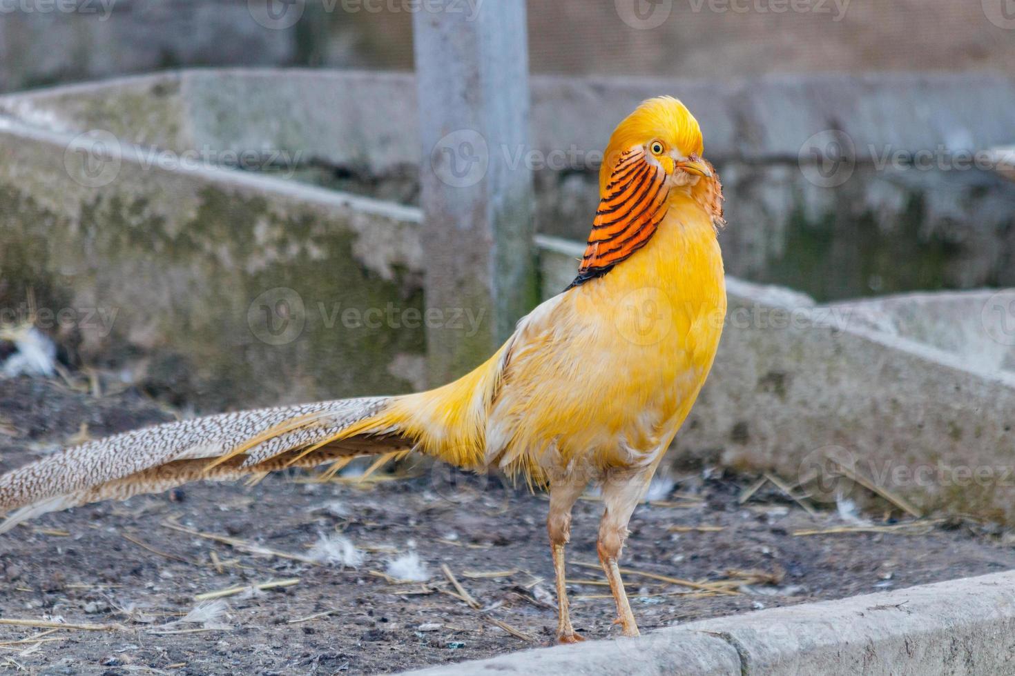 beautiful yellow golden pheasant photo