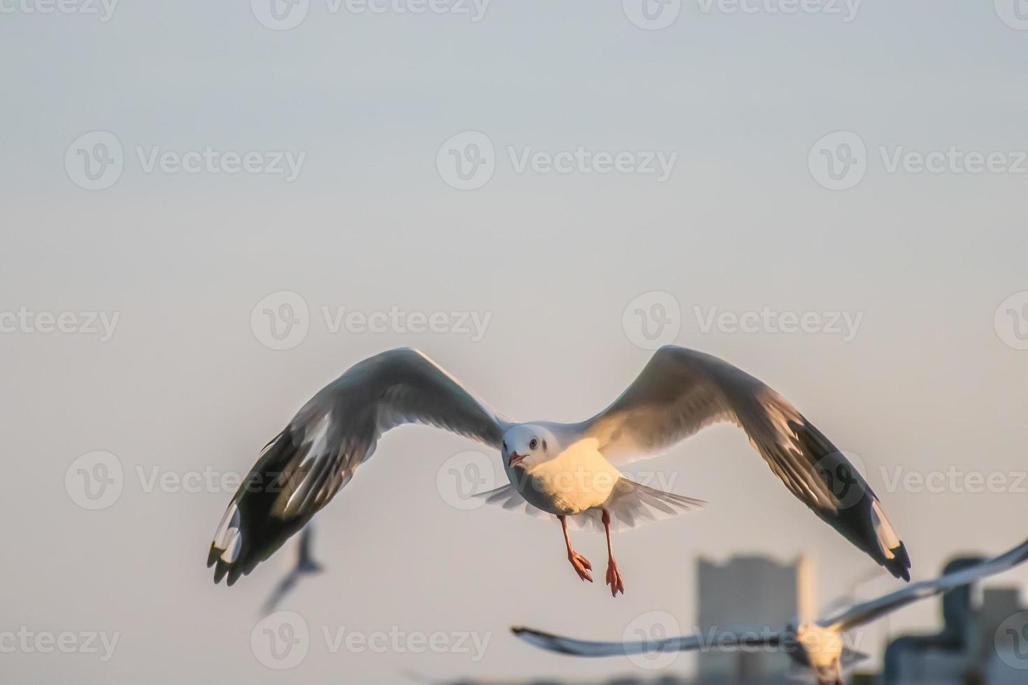 seagull flying high on the wind. flying gull. Seagull flying photo