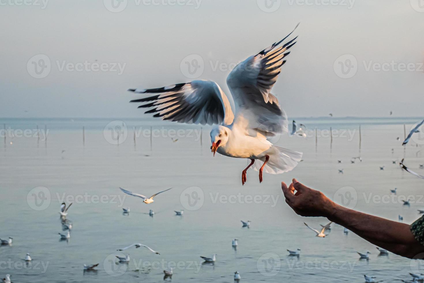 seagull flying high on the wind. flying gull. Seagull flying in to eat the food that people give them photo