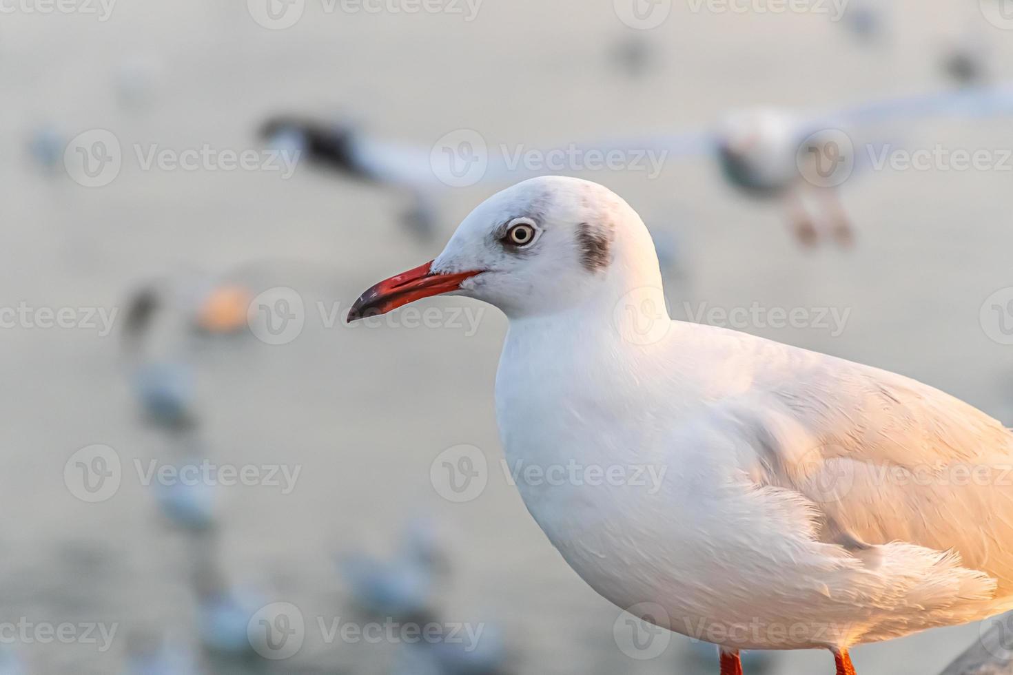 The seagull is standing on the edge of the bridge. photo