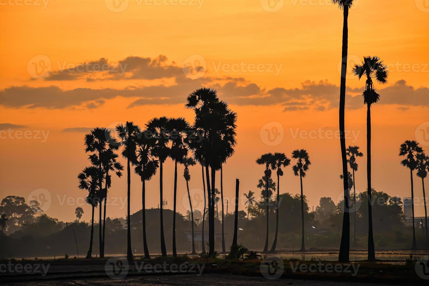 landscape of Sugar palm tree during twilight sunrise  at Pathumthani province,Thailand photo