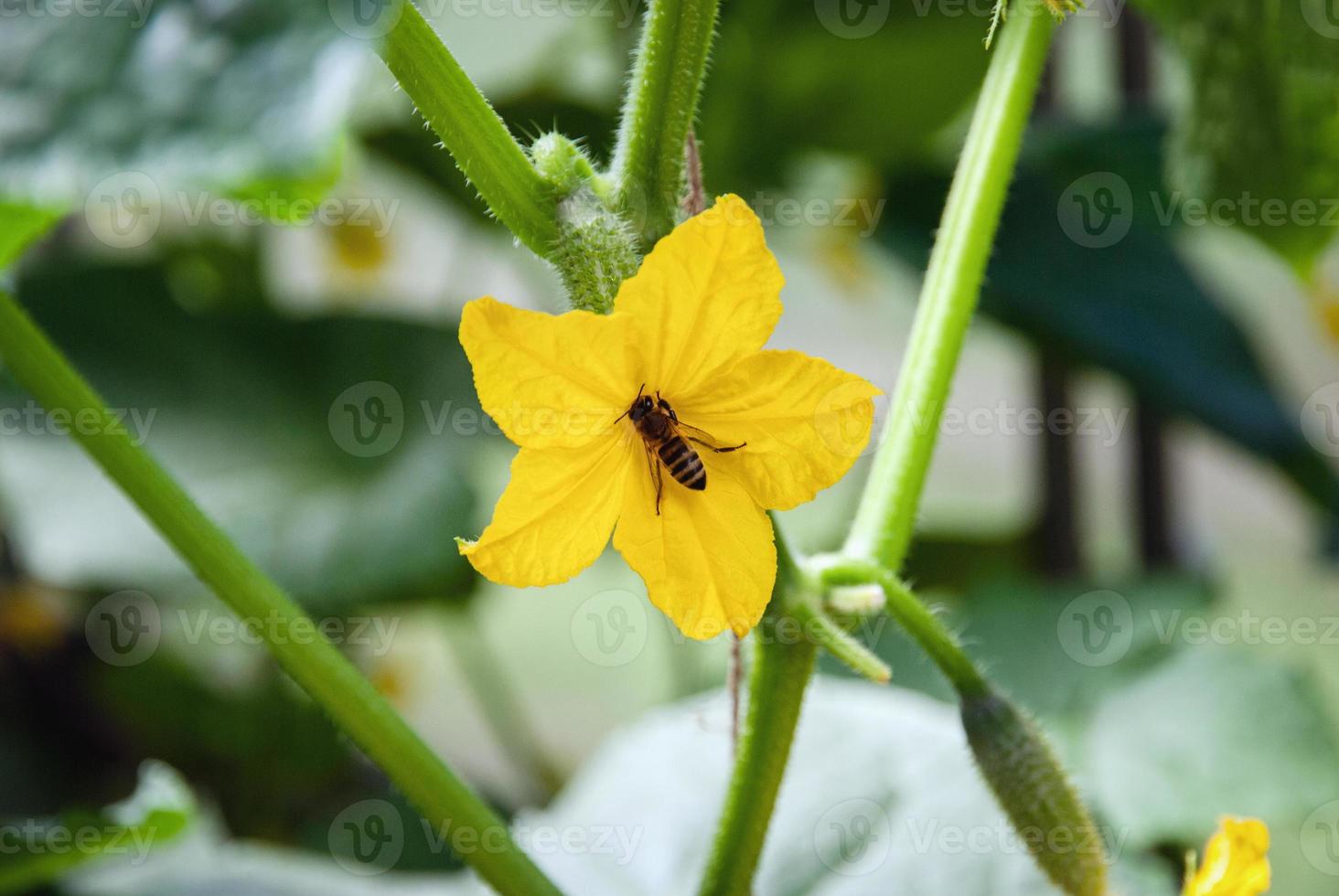 Bee pollinating cucumber plant flower in greenhouse photo