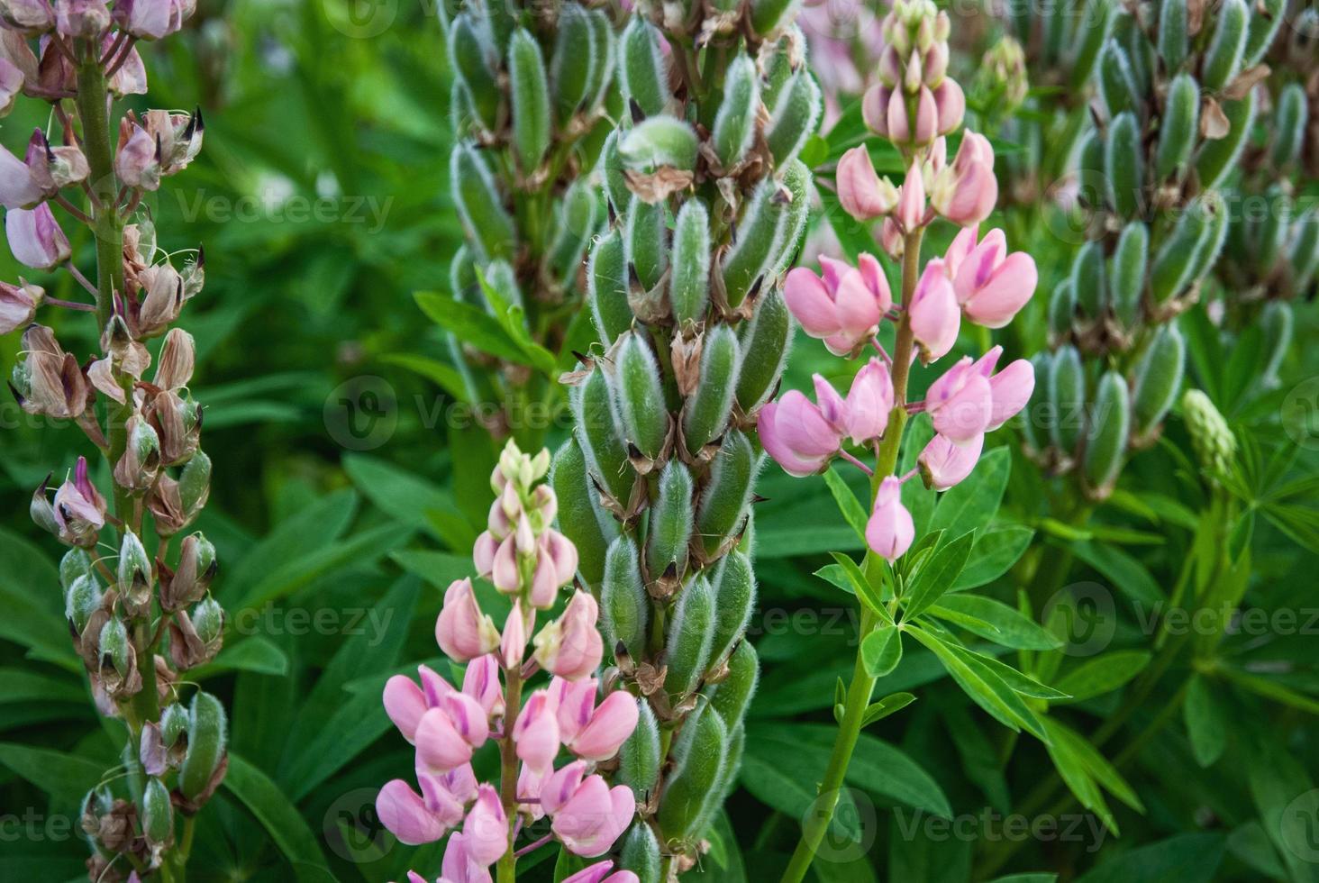 Lupine plant with seed pods and pink flowers, Lupinus polyphyllus in the garden photo