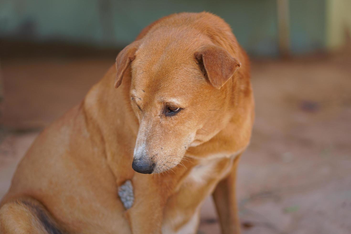 brown dog guarding the house photo