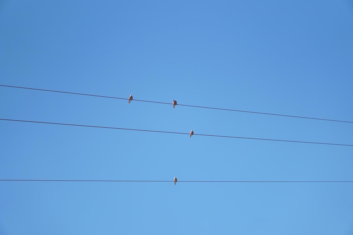 Birds perched on power lines, sky background photo