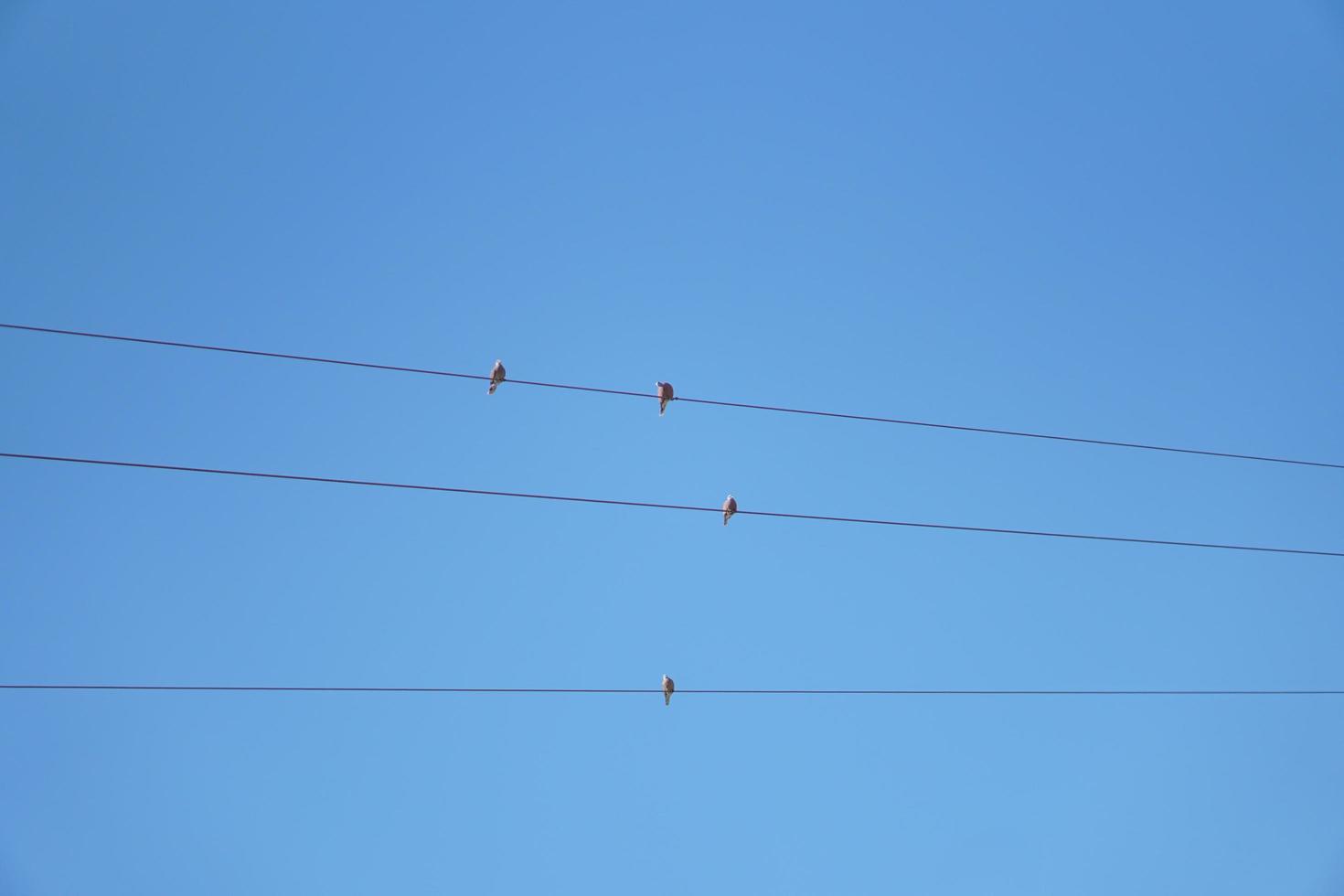 pájaros posados en líneas eléctricas, fondo del cielo foto