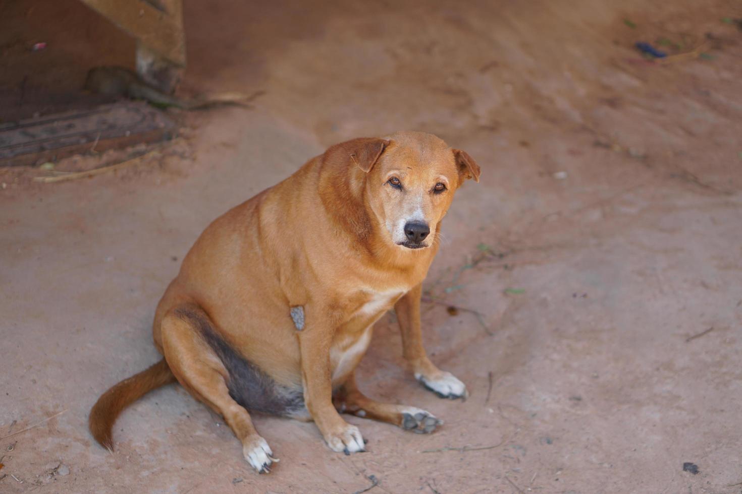 brown dog guarding the house photo