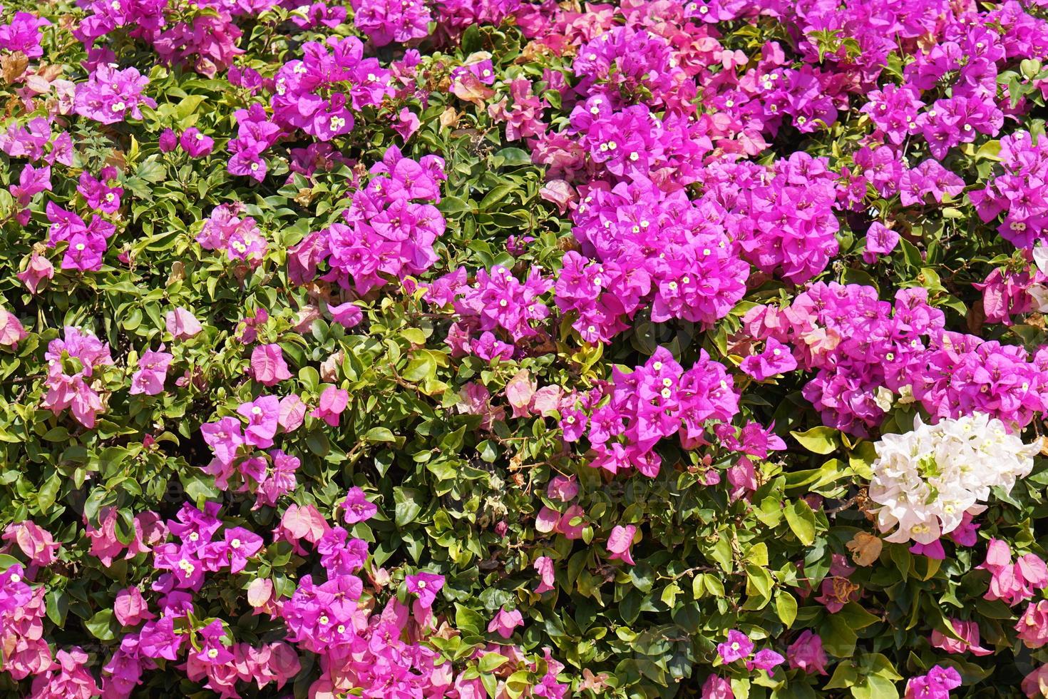 pink and white bougainvillea background photo