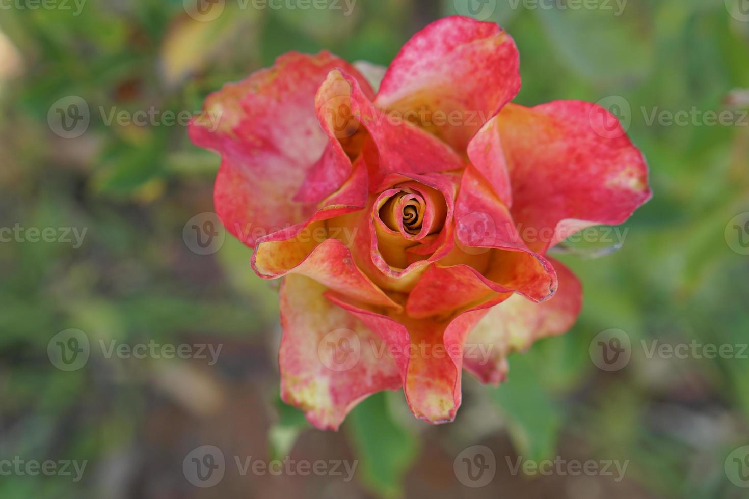 beautiful red rose on the tree Bring it to your lover on Valentine's Day. photo