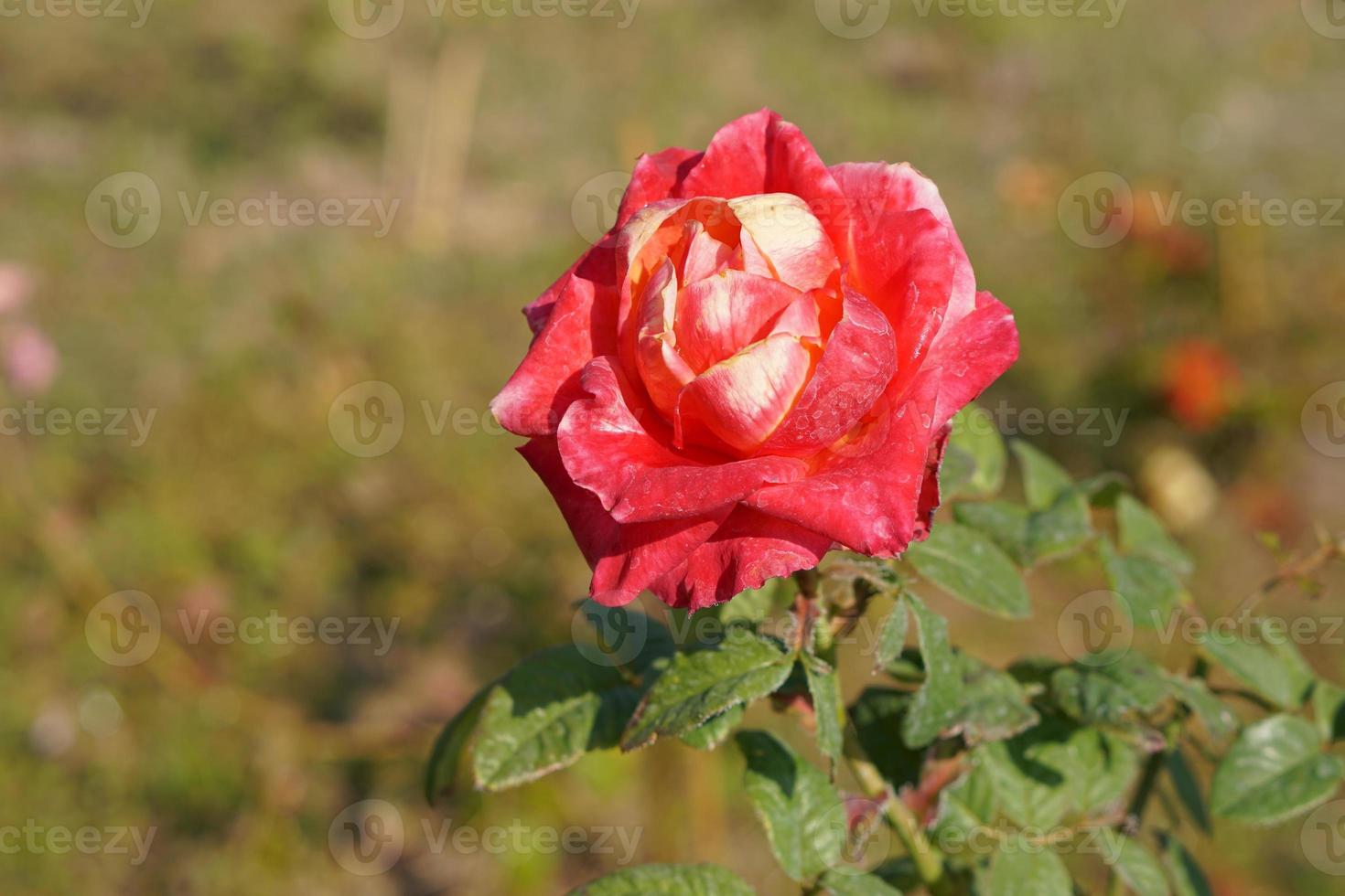beautiful red rose on the tree Bring it to your lover on Valentine's Day. photo