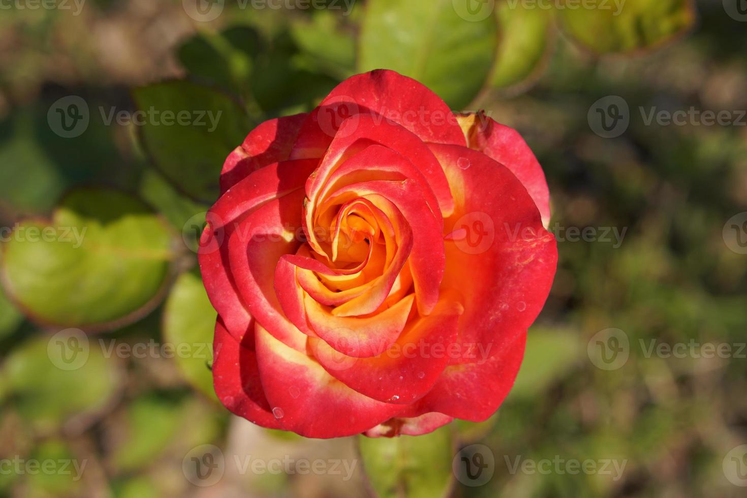 beautiful red rose on the tree Bring it to your lover on Valentine's Day. photo