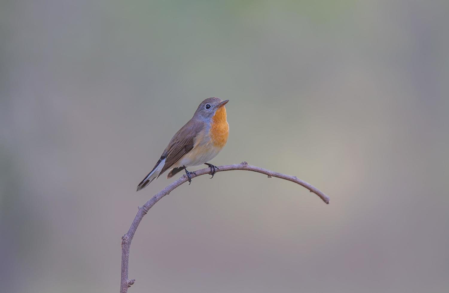 Red-breasted Flycatcher Standing on a small branch against a beautiful soft background. photo