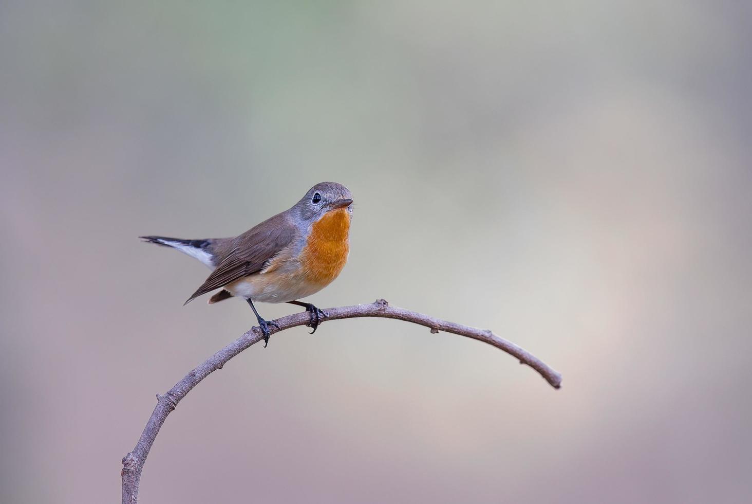 Red-breasted Flycatcher Standing on a small branch against a beautiful soft background. photo