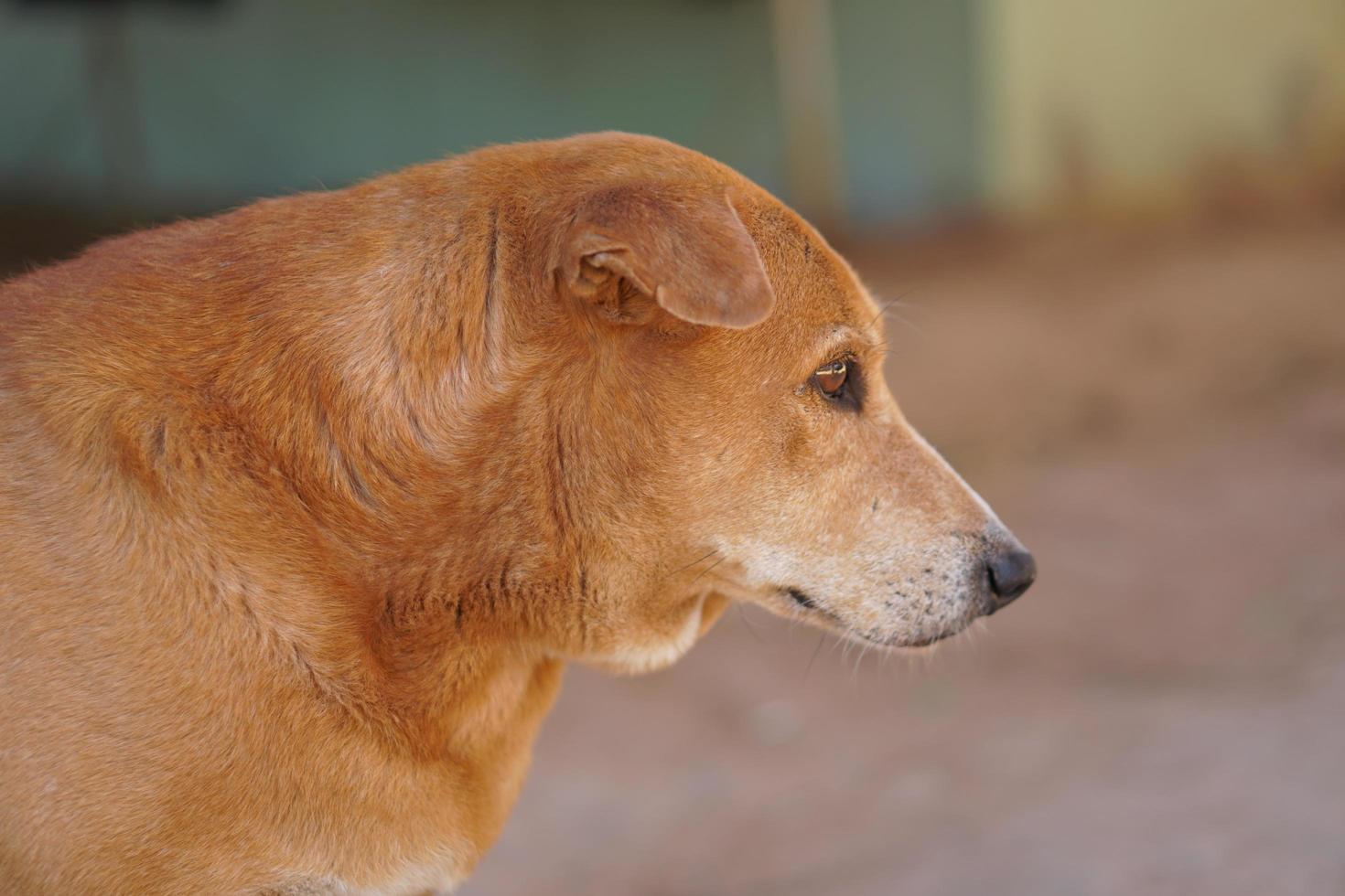 perro marrón cuidando la casa foto