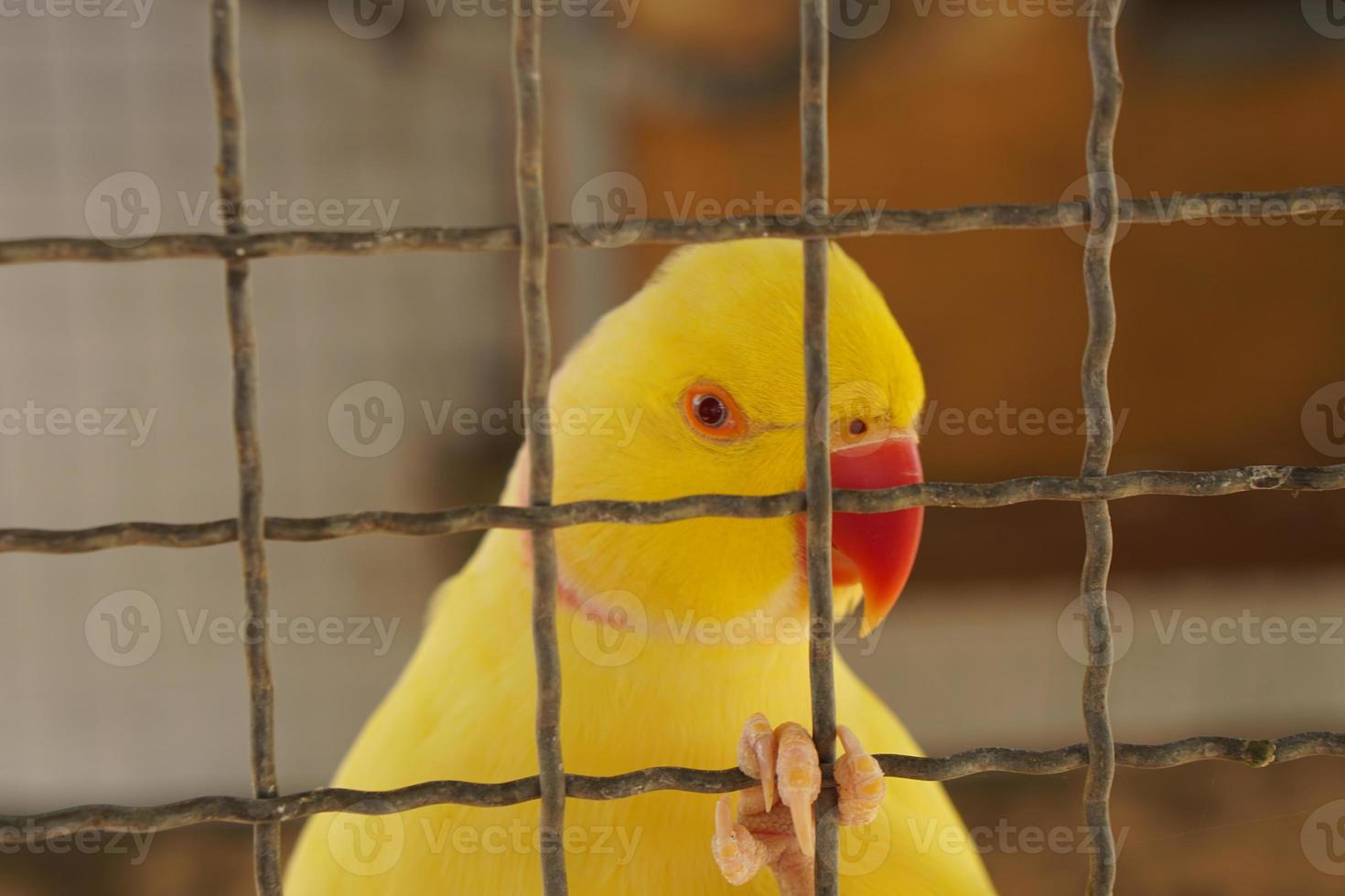 Colorful parrot caged in a cage photo