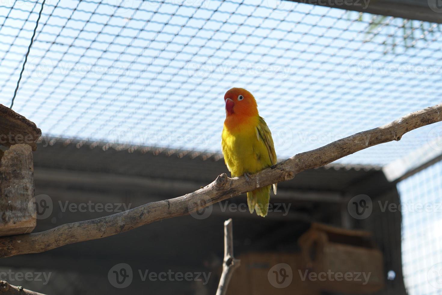 Colorful parrot caged in a cage photo