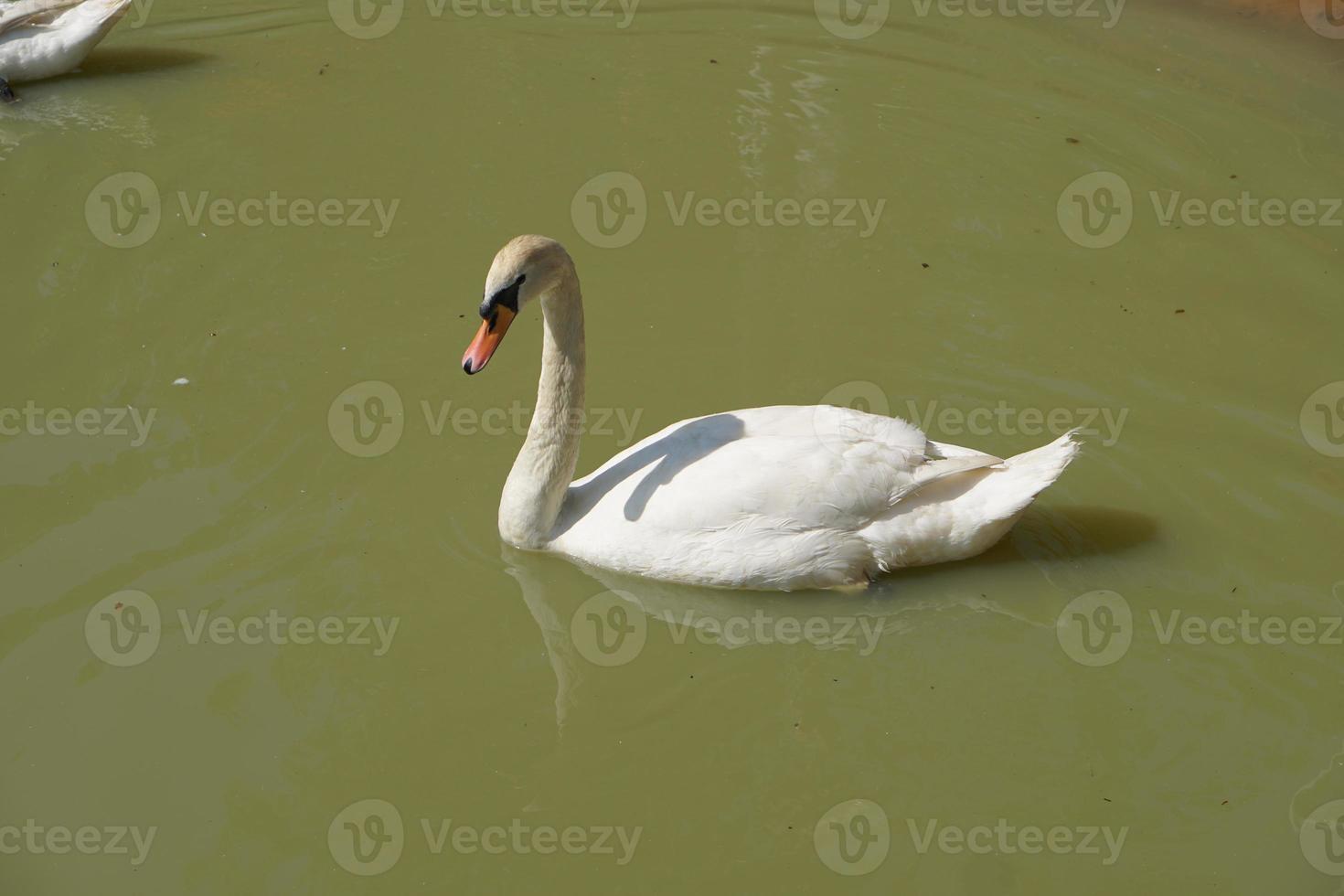 los gansos flotan en el río buscando comida. foto