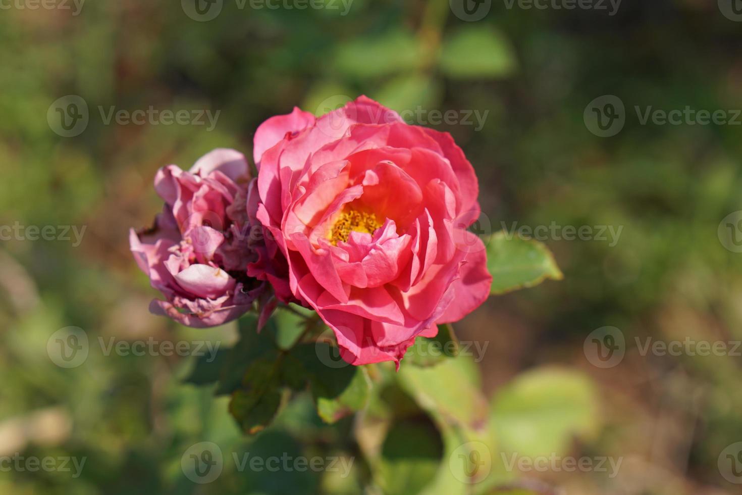beautiful red rose on the tree Bring it to your lover on Valentine's Day. photo
