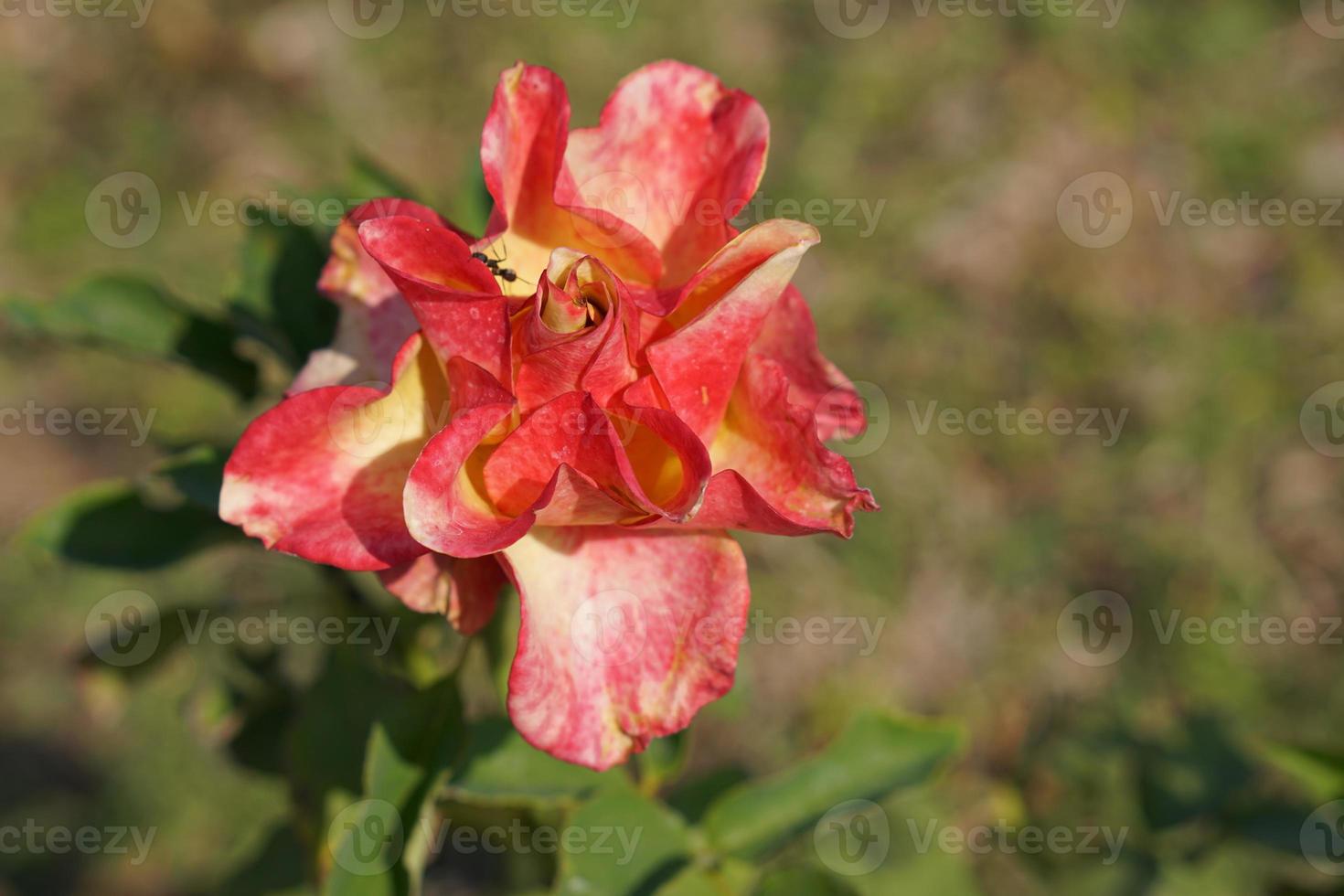 hermosa rosa roja en el árbol tráela a tu amante el día de san valentín. foto