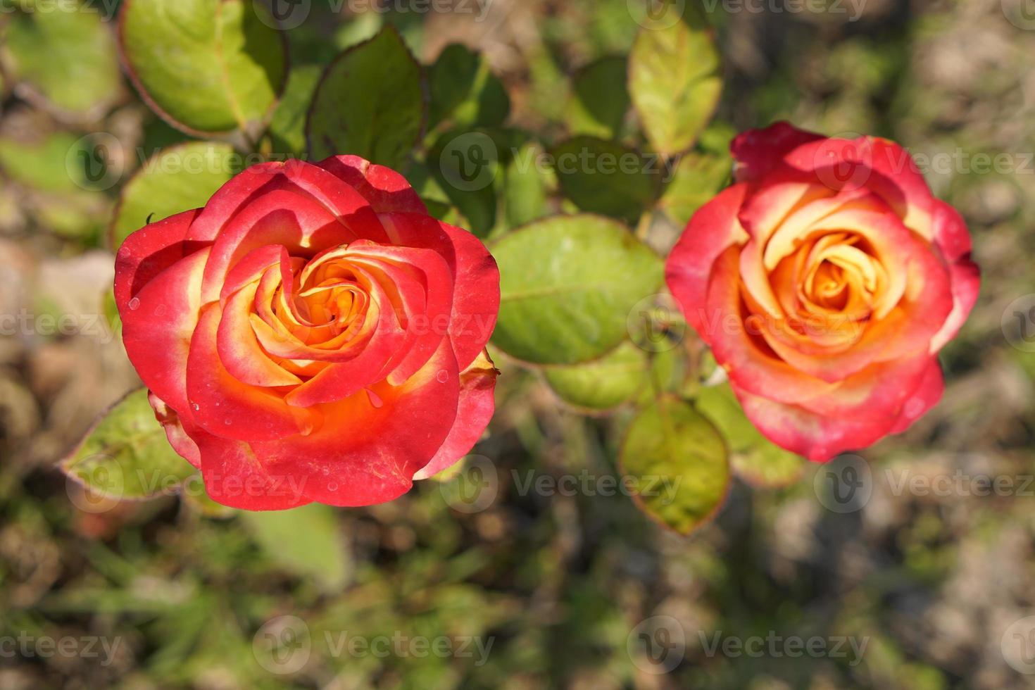 beautiful red rose on the tree Bring it to your lover on Valentine's Day. photo