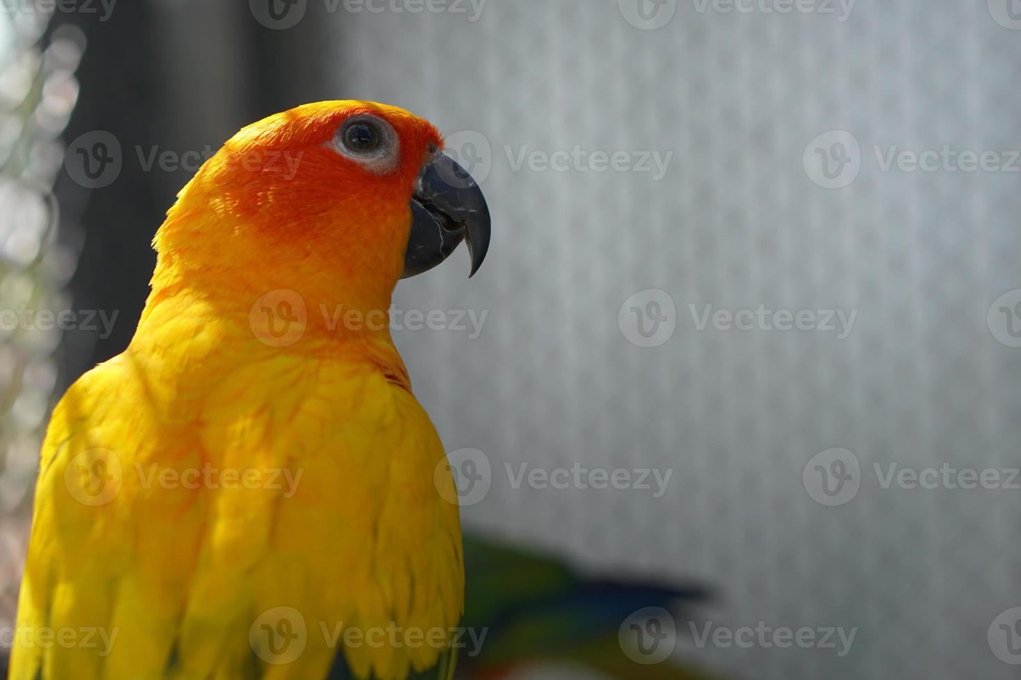 Colorful parrot caged in a cage photo