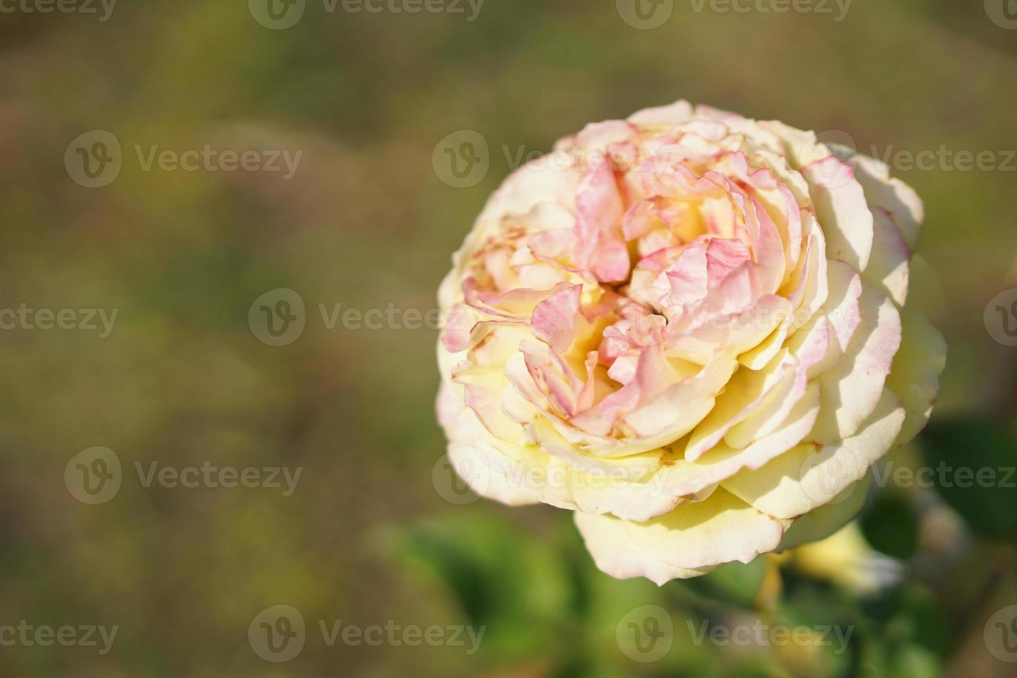 beautiful white rose on the tree Give your lover on Valentine's Day. photo
