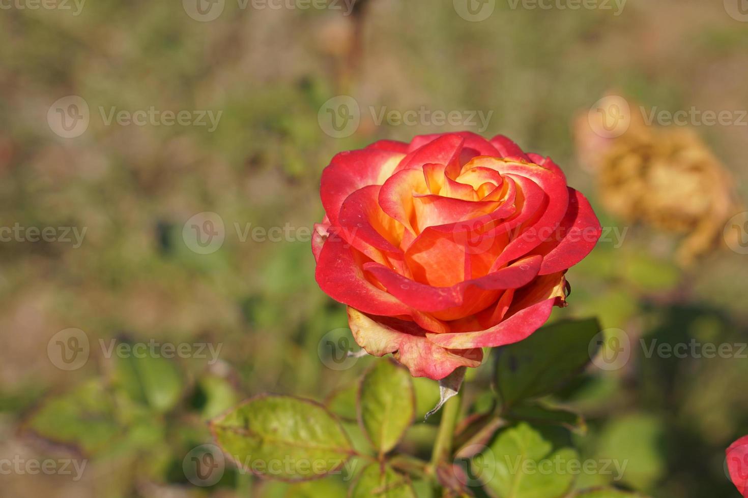 beautiful red rose on the tree Bring it to your lover on Valentine's Day. photo