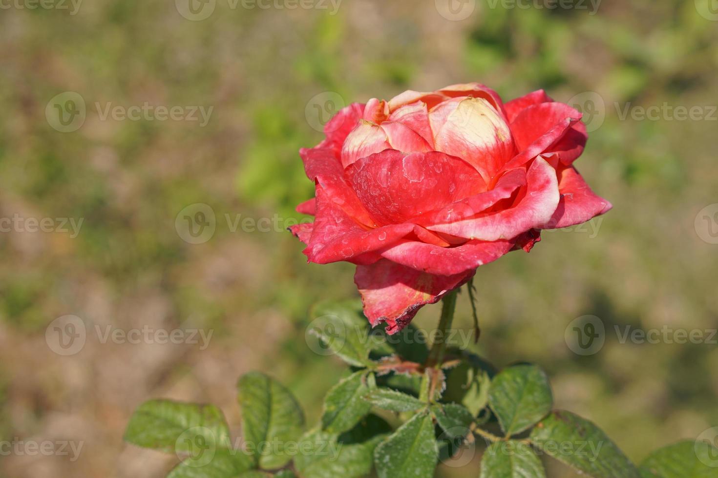 beautiful red rose on the tree Bring it to your lover on Valentine's Day. photo