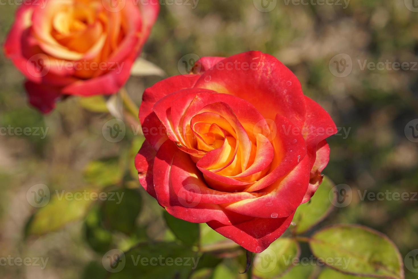 beautiful red rose on the tree Bring it to your lover on Valentine's Day. photo