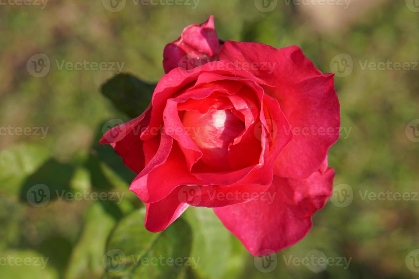 beautiful red rose on the tree Bring it to your lover on Valentine's Day. photo