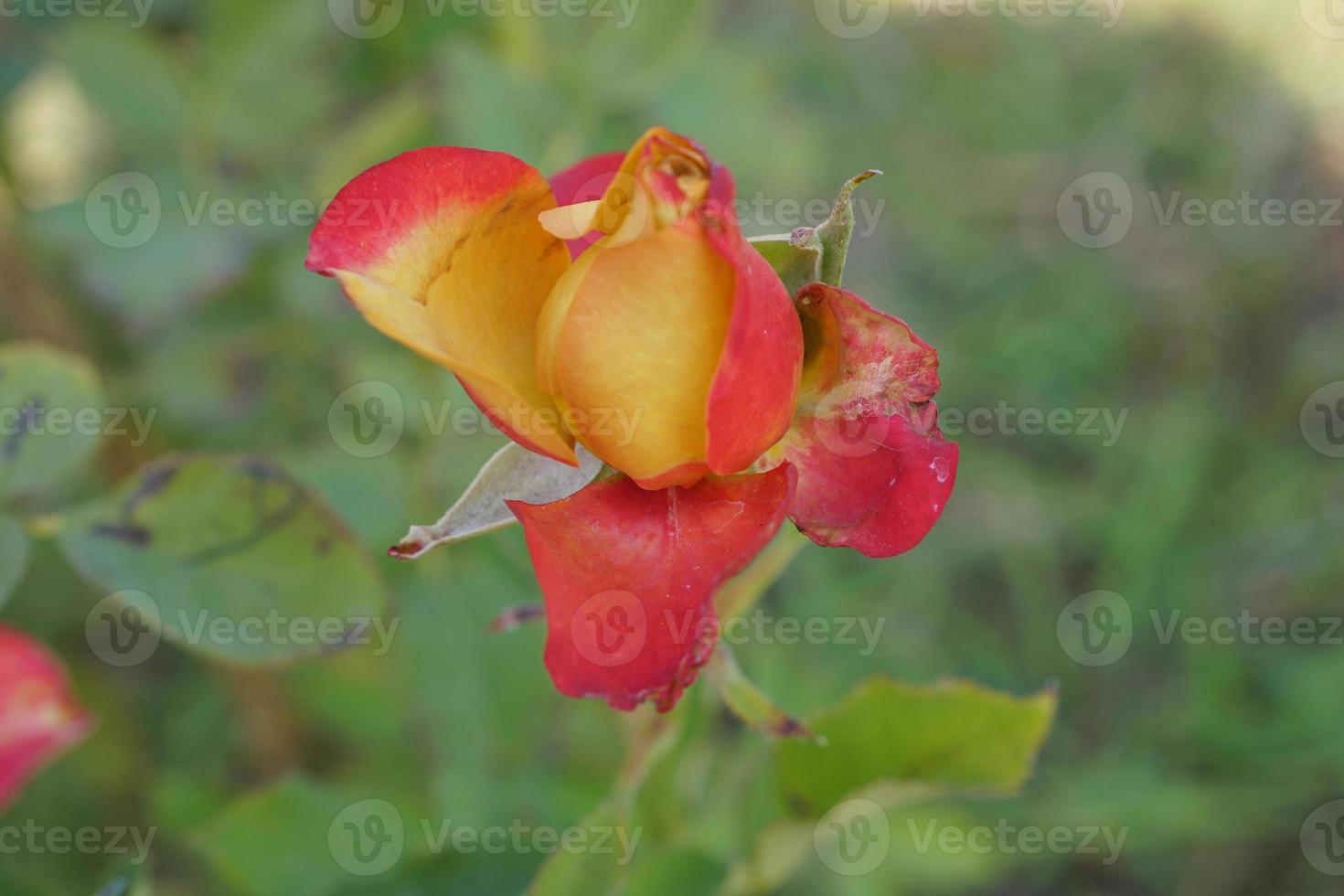 beautiful red rose on the tree Bring it to your lover on Valentine's Day. photo