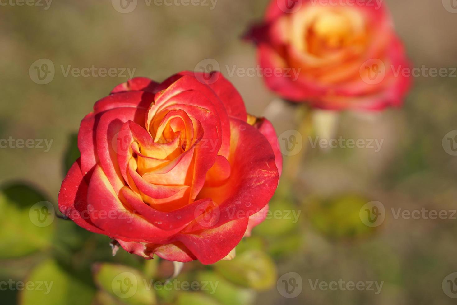 beautiful red rose on the tree Bring it to your lover on Valentine's Day. photo