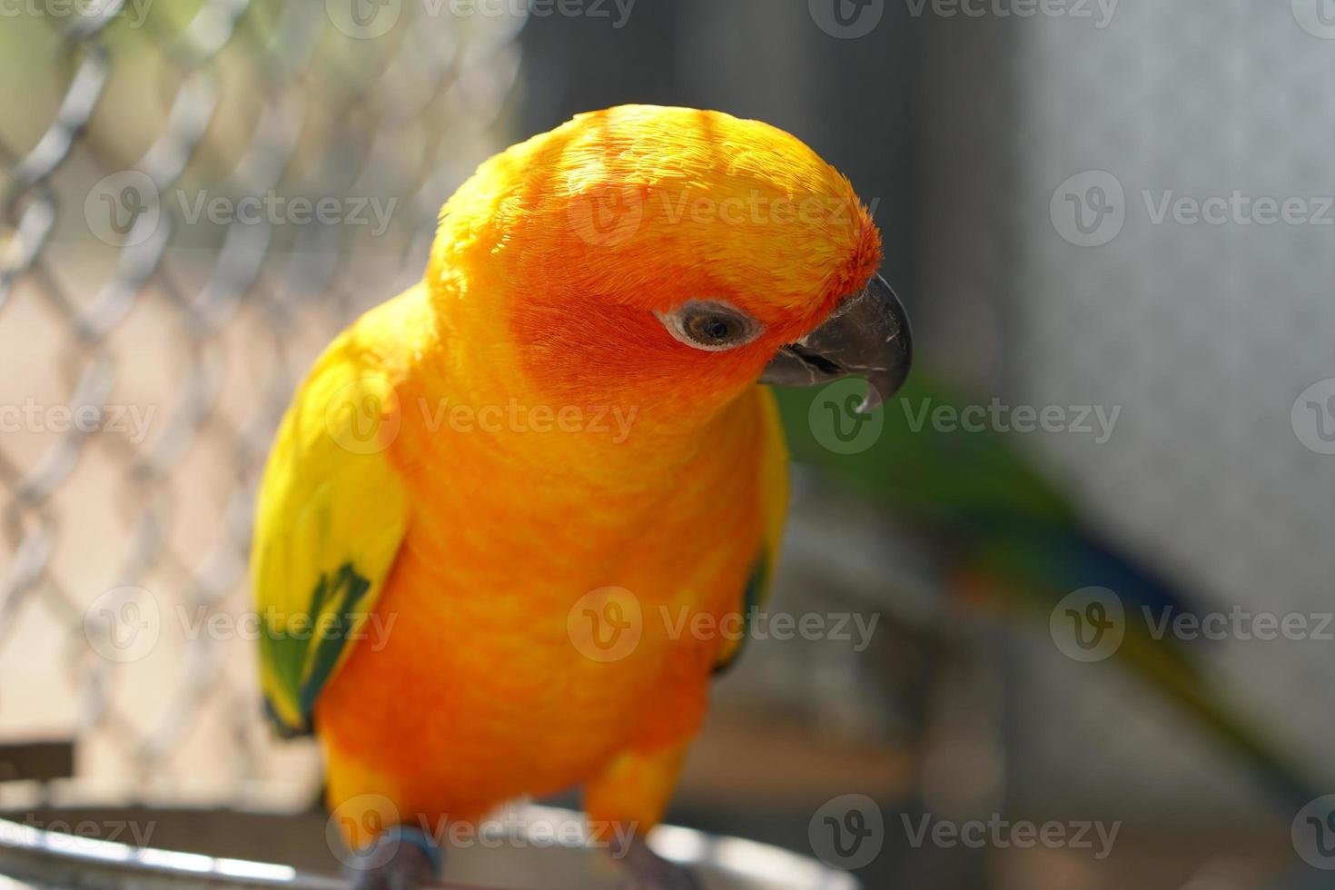 Colorful parrot caged in a cage photo