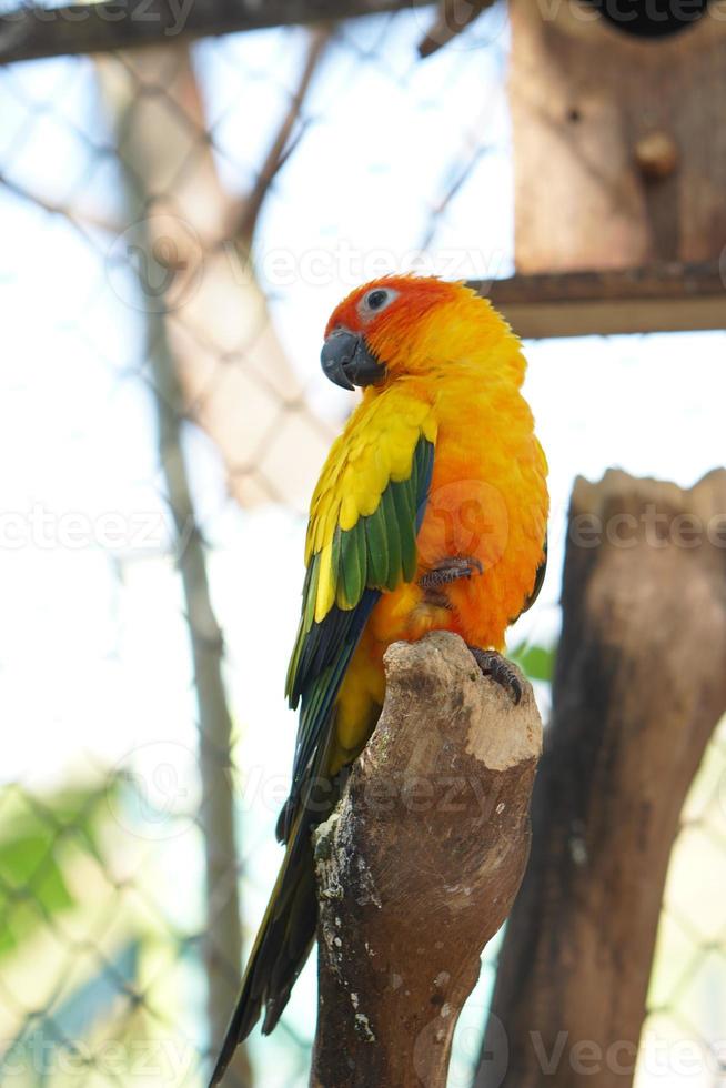 Colorful parrots in the park photo