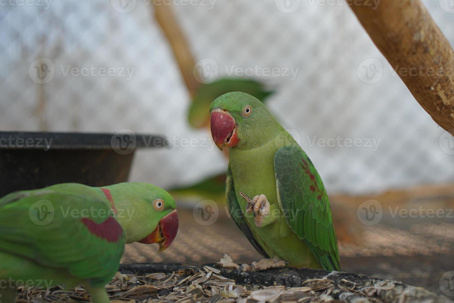 loros coloridos en el parque foto