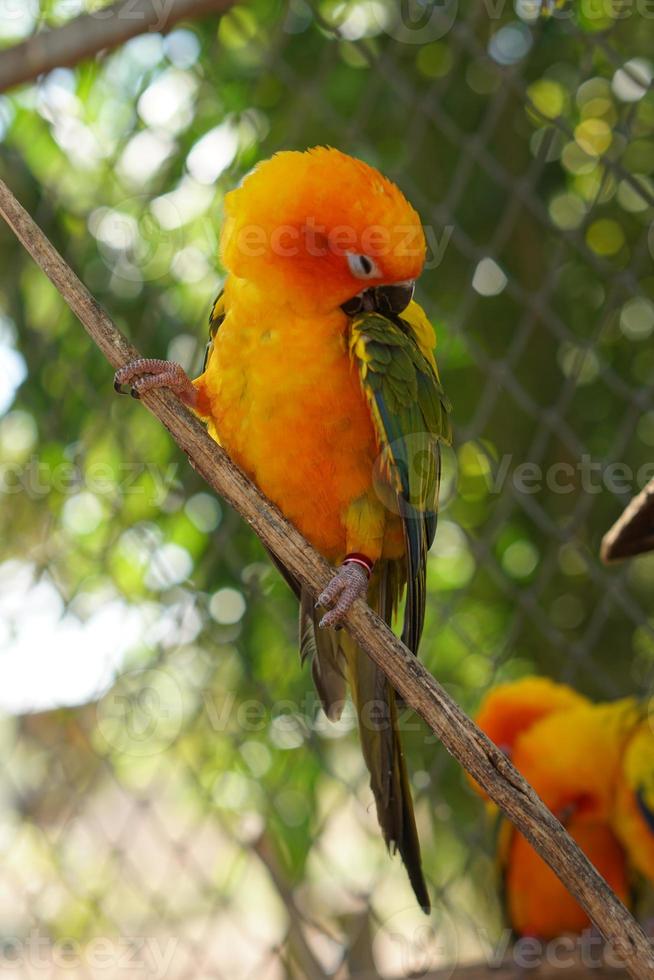 Colorful parrots in the park photo