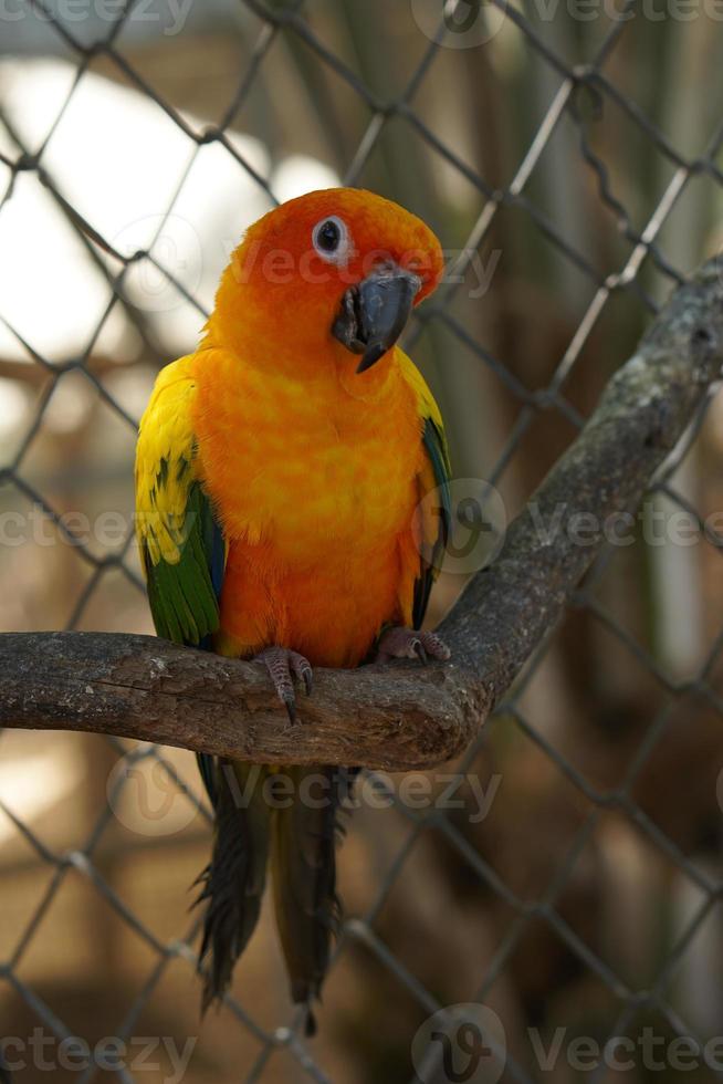 Colorful parrots in the park photo