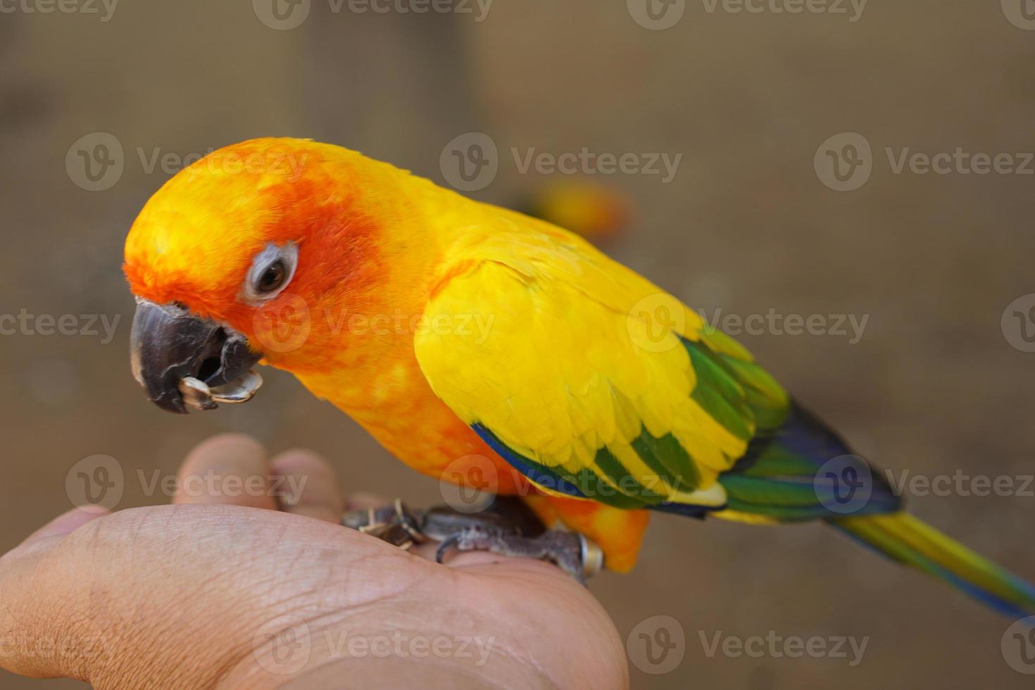 Colorful parrots in the park photo