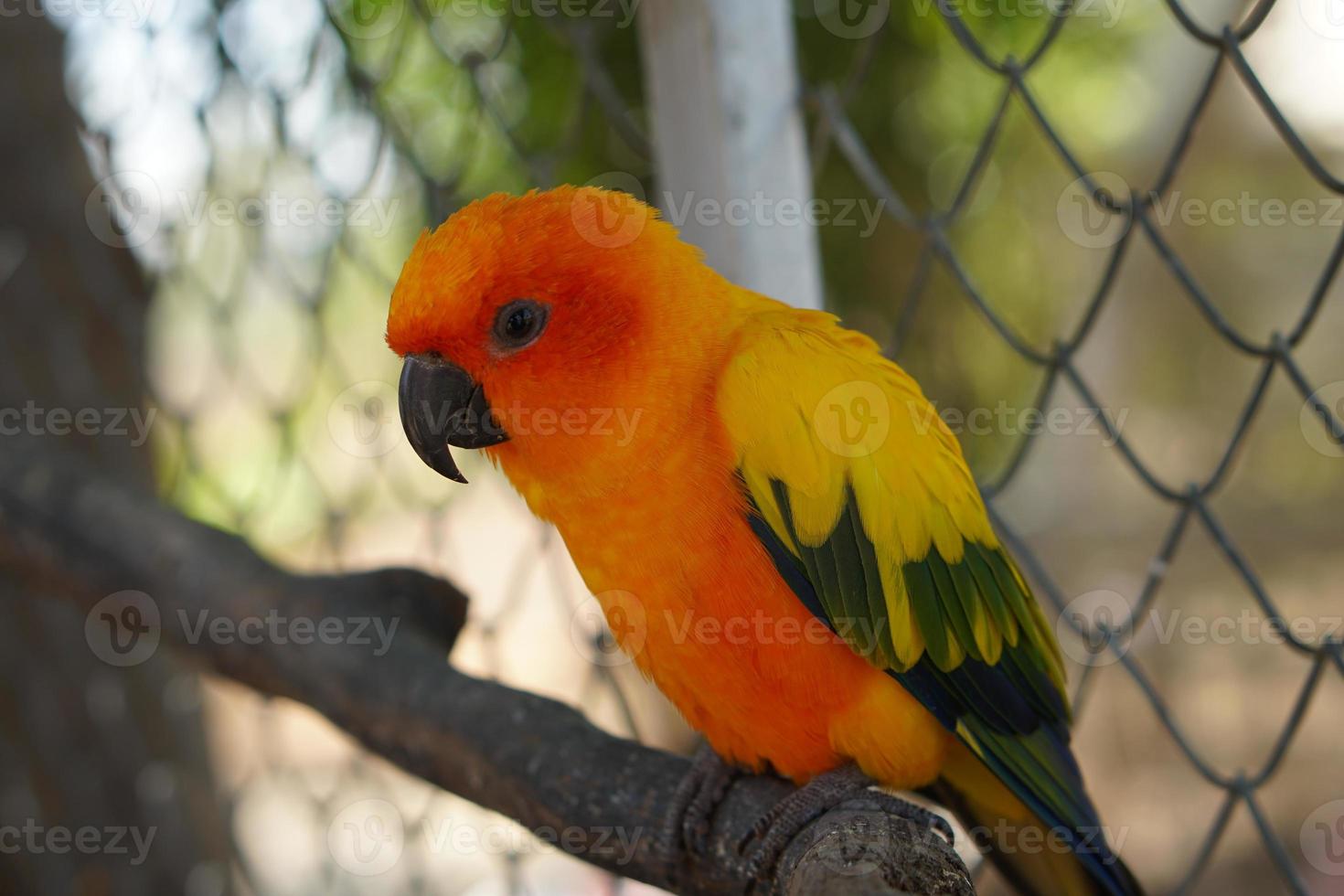 Colorful parrots in the park photo