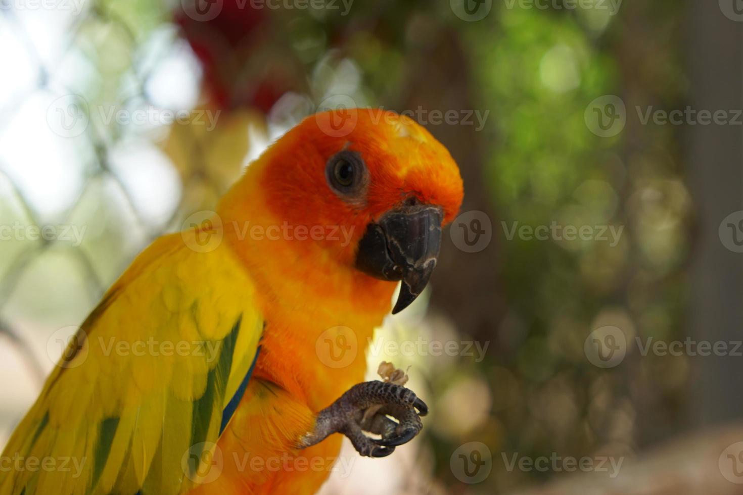 Colorful parrots in the park photo