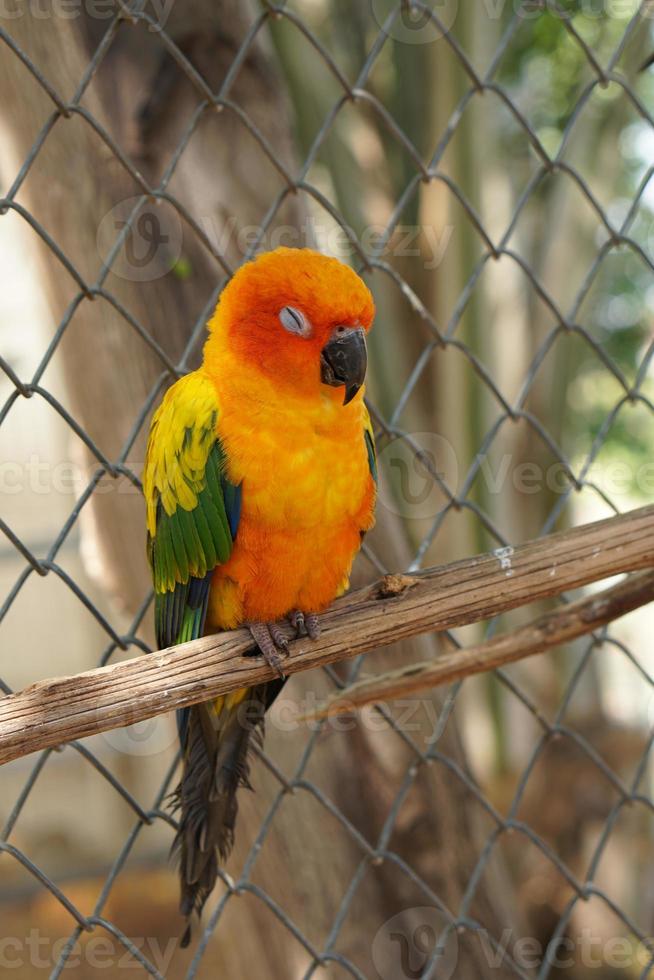 Colorful parrots in the park photo