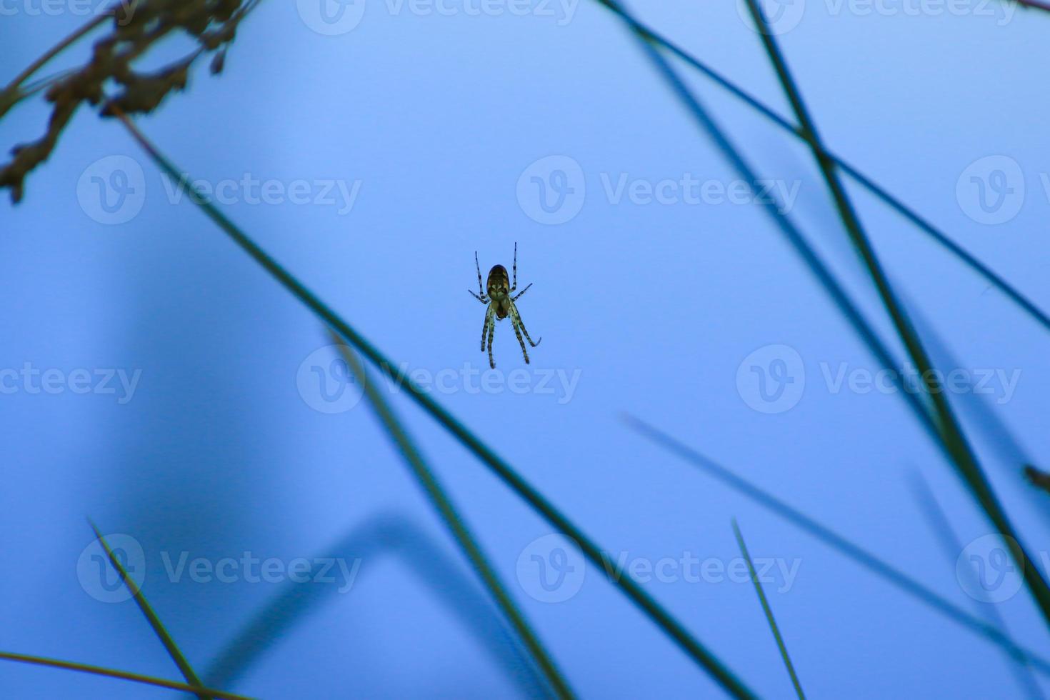 spider silhouette in the grass on blue background photo