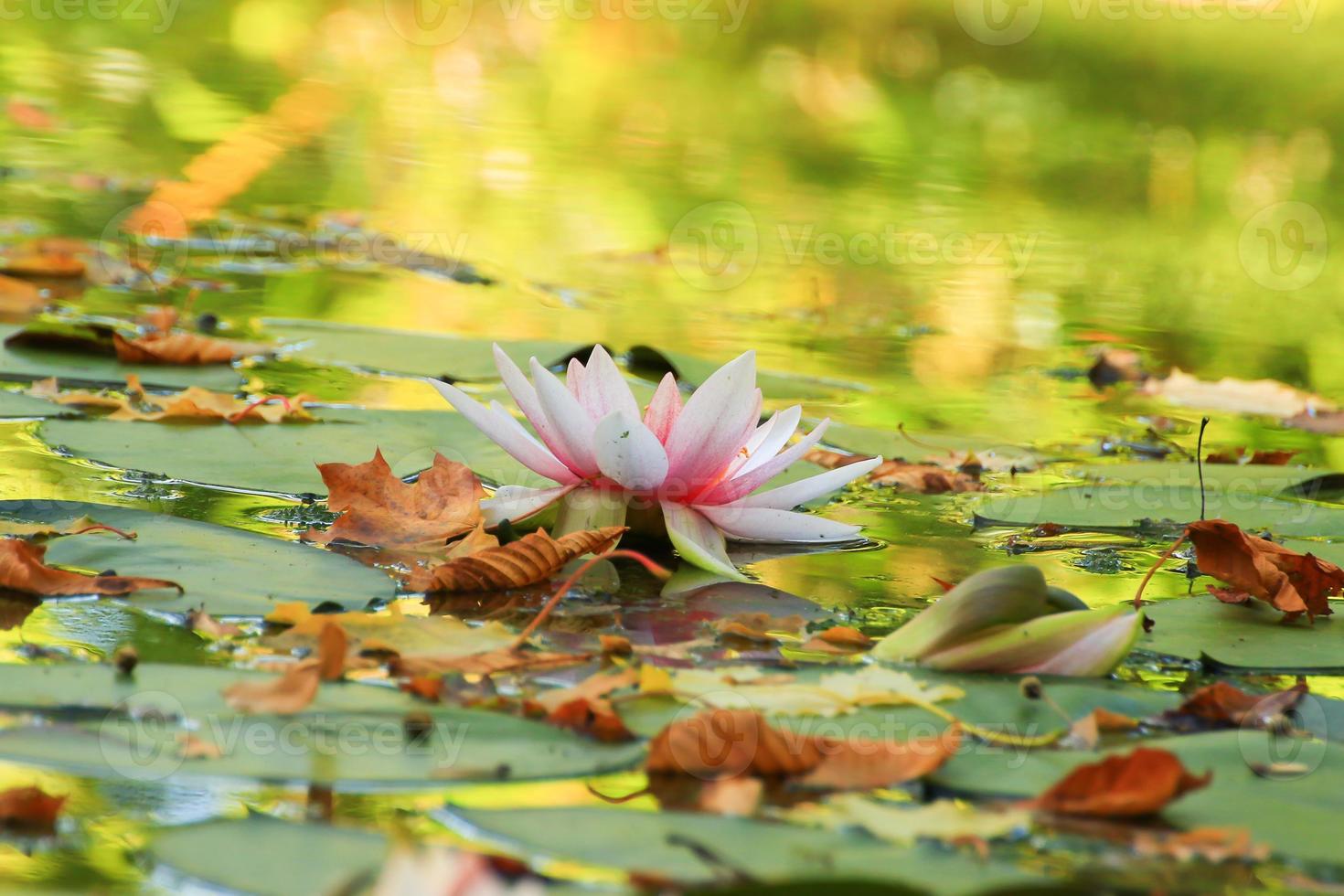 hojas pintorescas de nenúfares y hojas de arce coloridas en el agua en el estanque, temporada de otoño, fondo de otoño foto