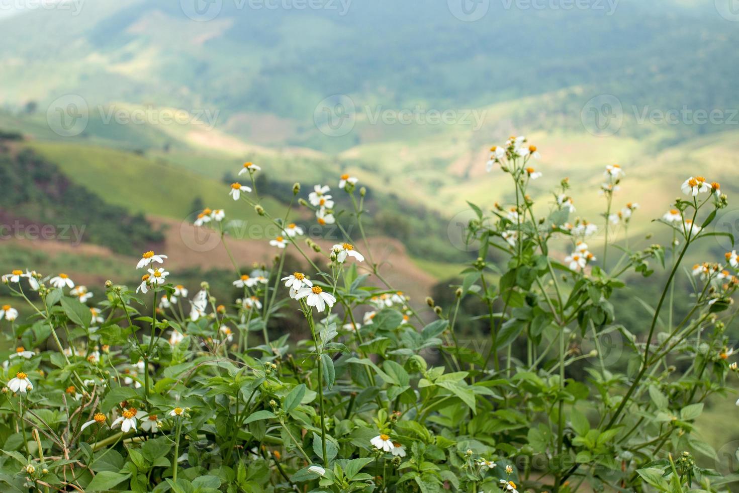 Little white flowers in the vast valley photo