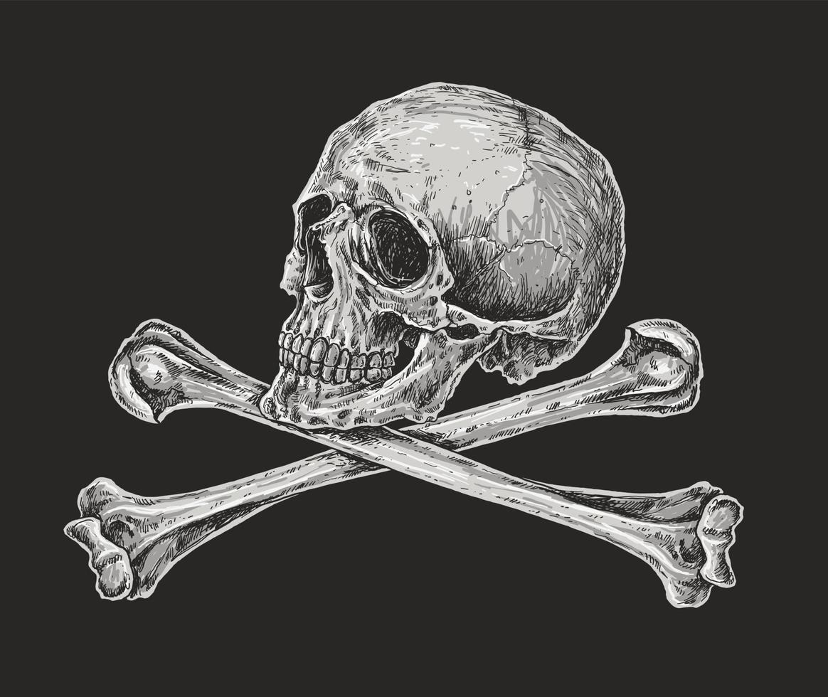 Skull and Crossbones Drawing Illustration vector