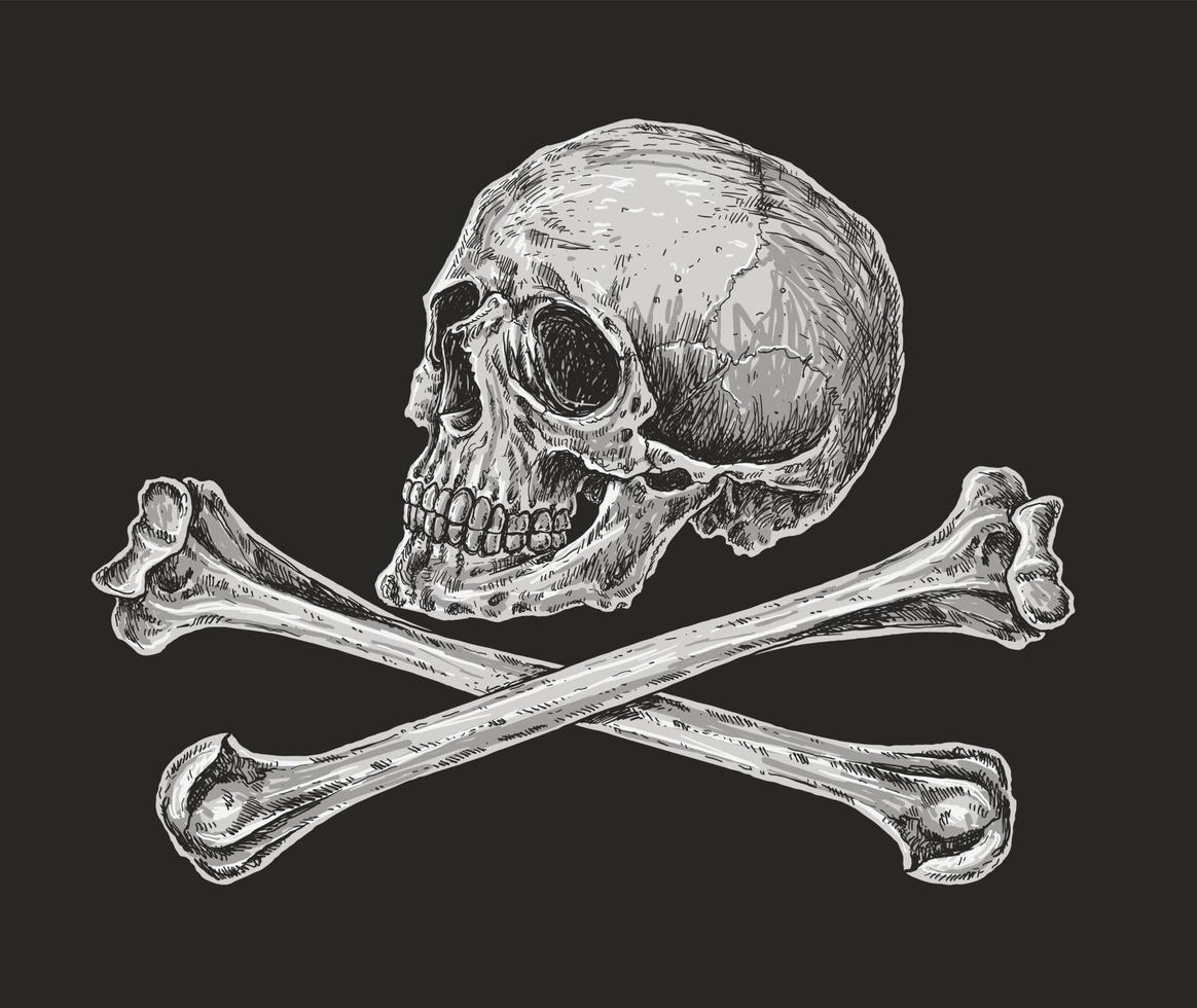 Skull and Crossbones Drawing Illustration vector