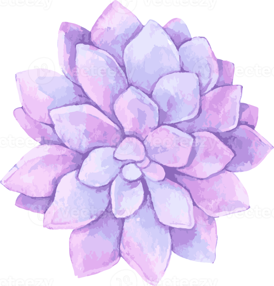 acuarela flor ilustración vintage png