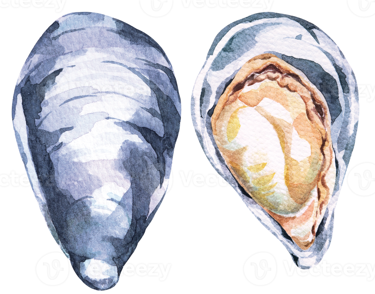 Fresh sea food.Mussels hand drawn in watercolor.Sea creatures.Food ingredient. png